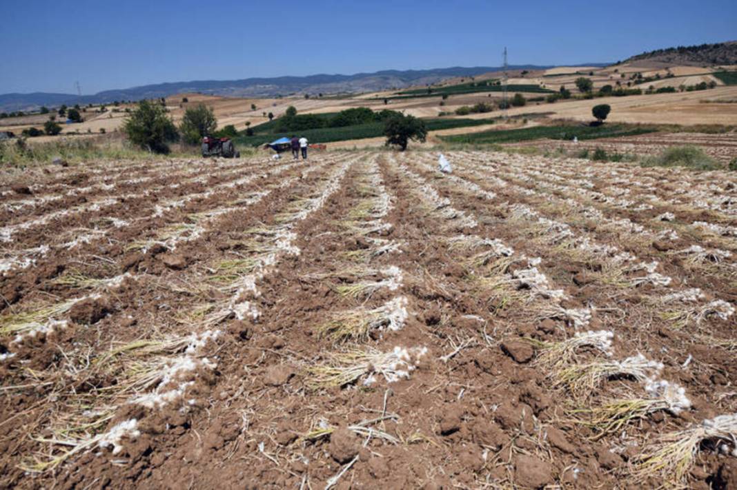 30 yıldır aynı tohumu kullanıyor! Beyaz altın olarak biliniyor: Buzdolabına gerek yok, 10 ay boyunca taptaze kalıyor 3